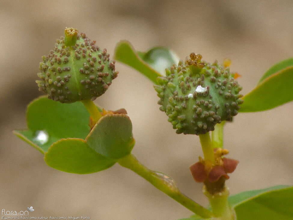 Euphorbia flavicoma flavicoma - Fruto | Miguel Porto; CC BY-NC 4.0