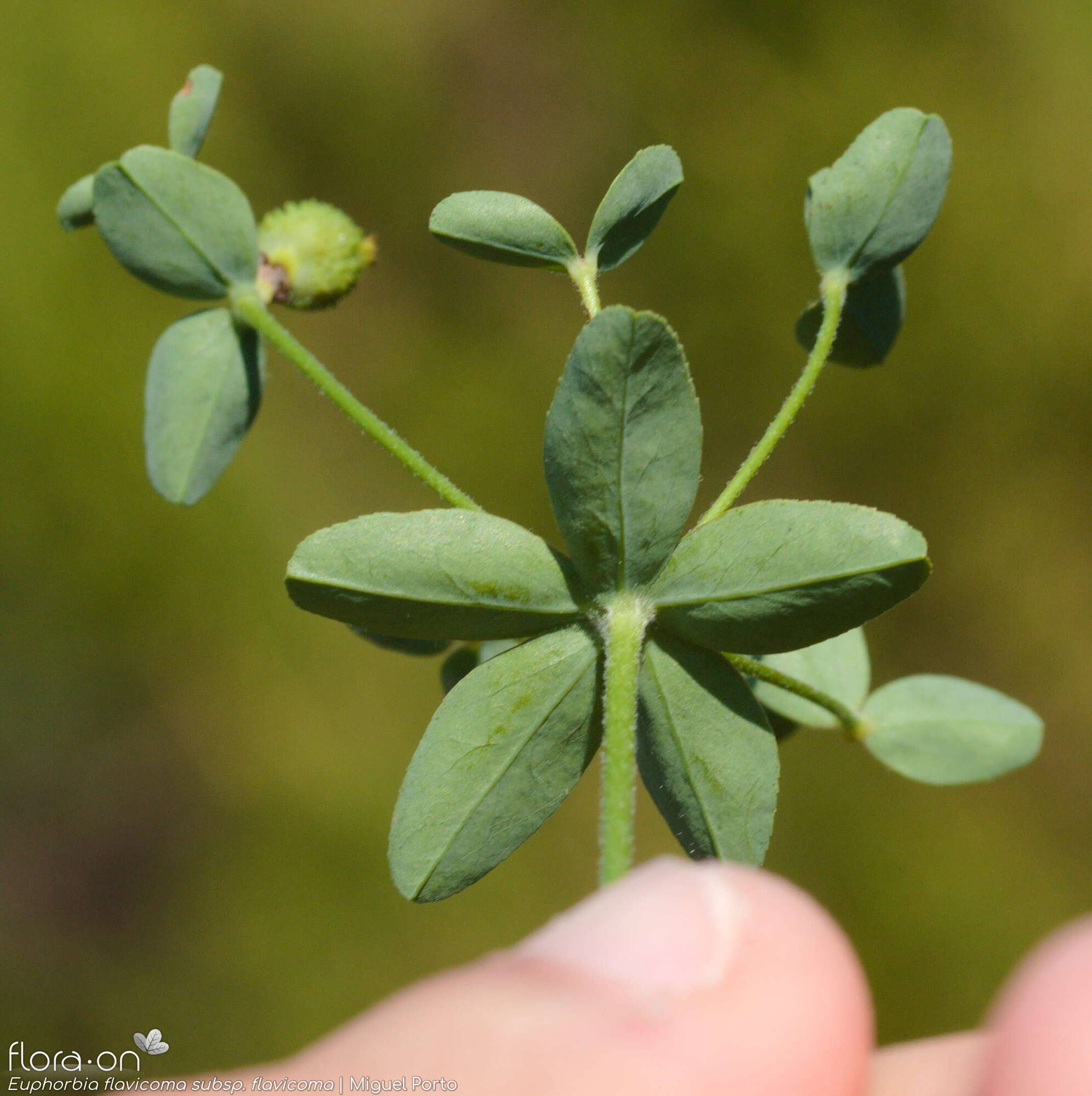 Euphorbia flavicoma flavicoma - Bráctea | Miguel Porto; CC BY-NC 4.0