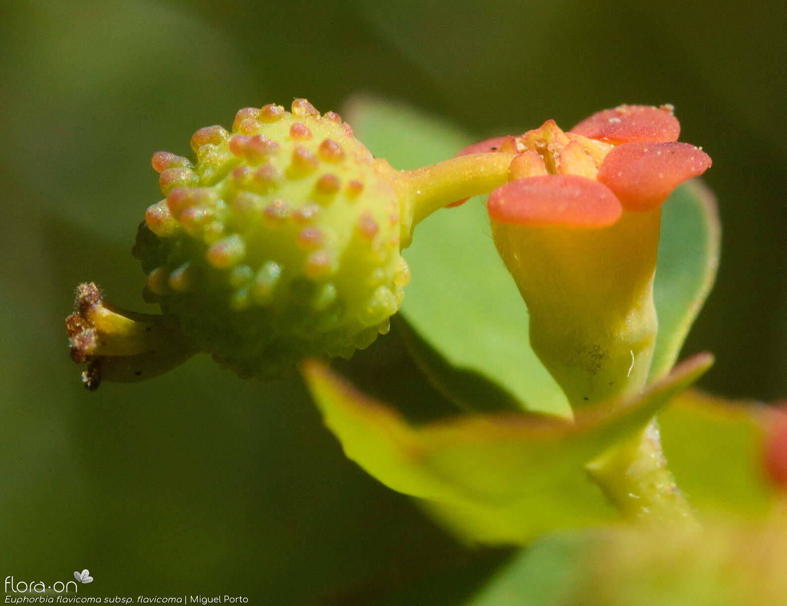 Euphorbia flavicoma flavicoma - Fruto | Miguel Porto; CC BY-NC 4.0
