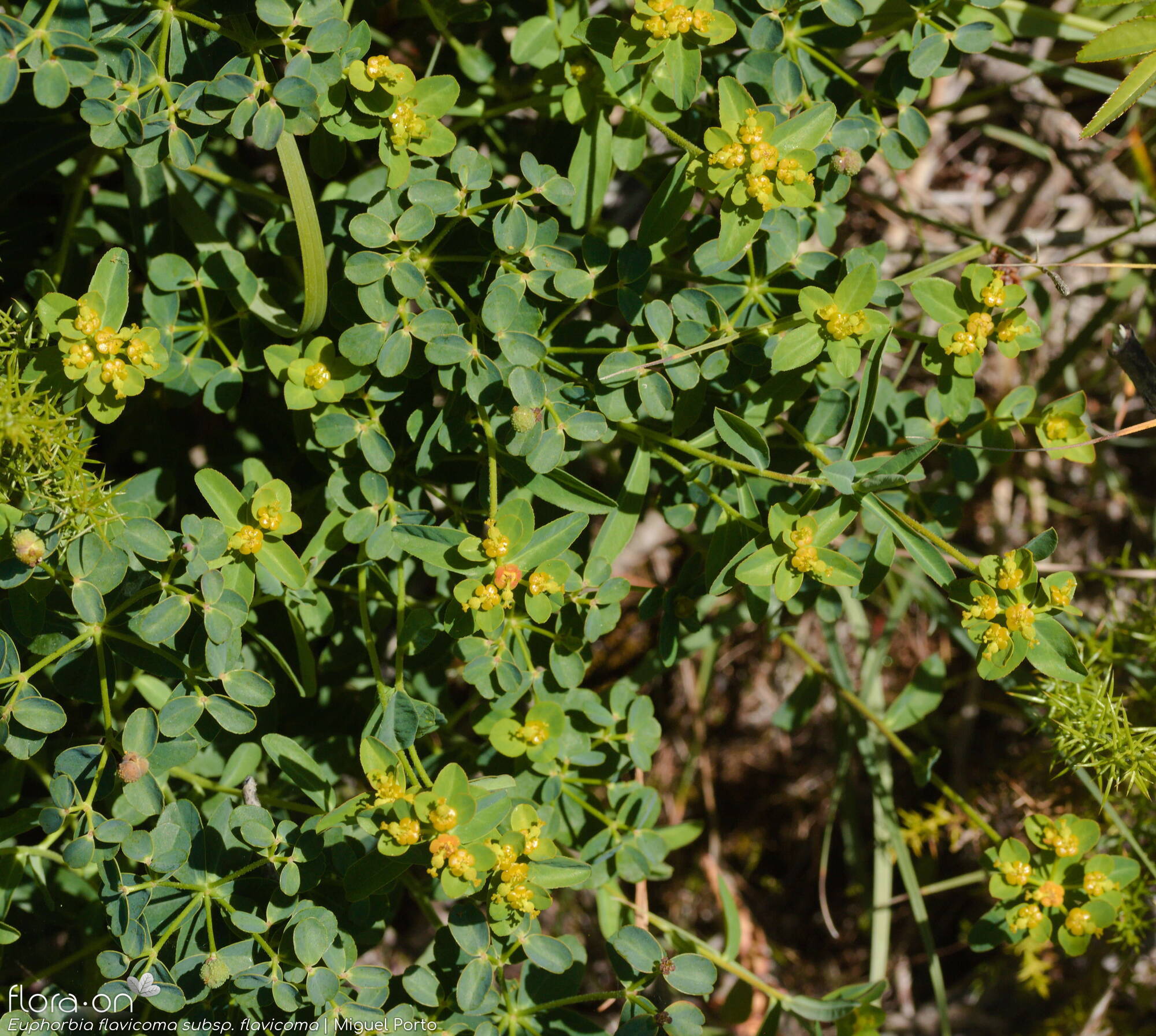 Euphorbia flavicoma flavicoma - Hábito | Miguel Porto; CC BY-NC 4.0