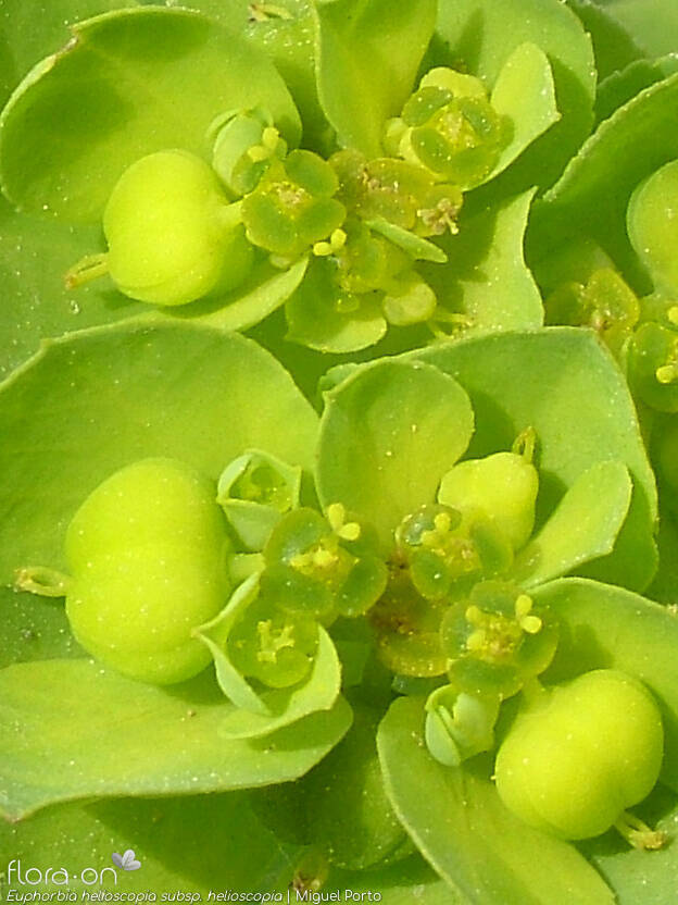 Euphorbia helioscopia helioscopia - Fruto | Miguel Porto; CC BY-NC 4.0