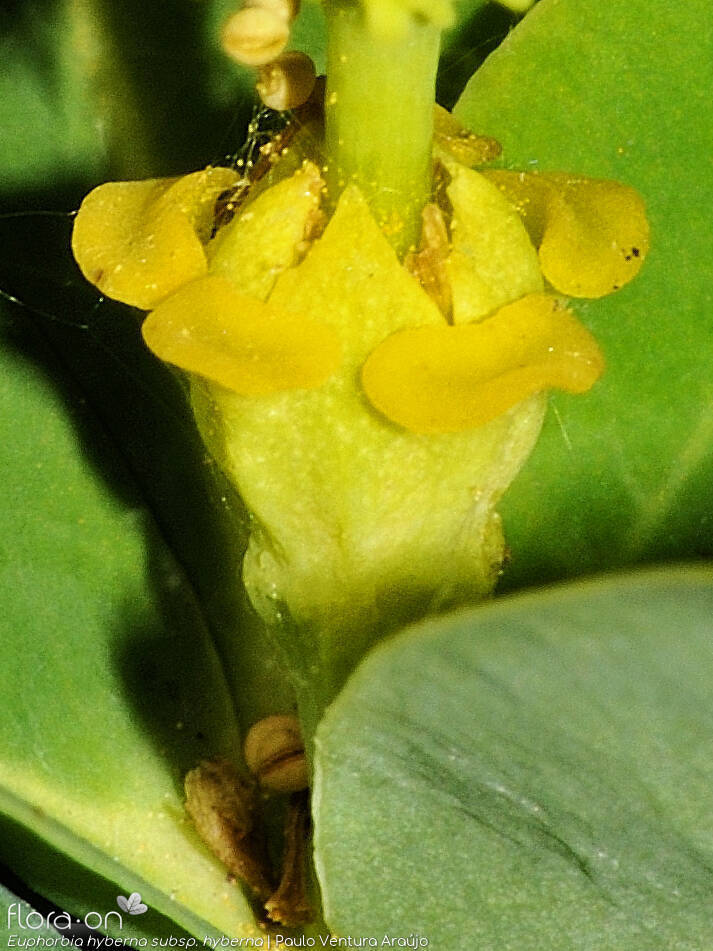 Euphorbia hyberna hyberna - Flor (close-up) | Paulo Ventura Araújo; CC BY-NC 4.0