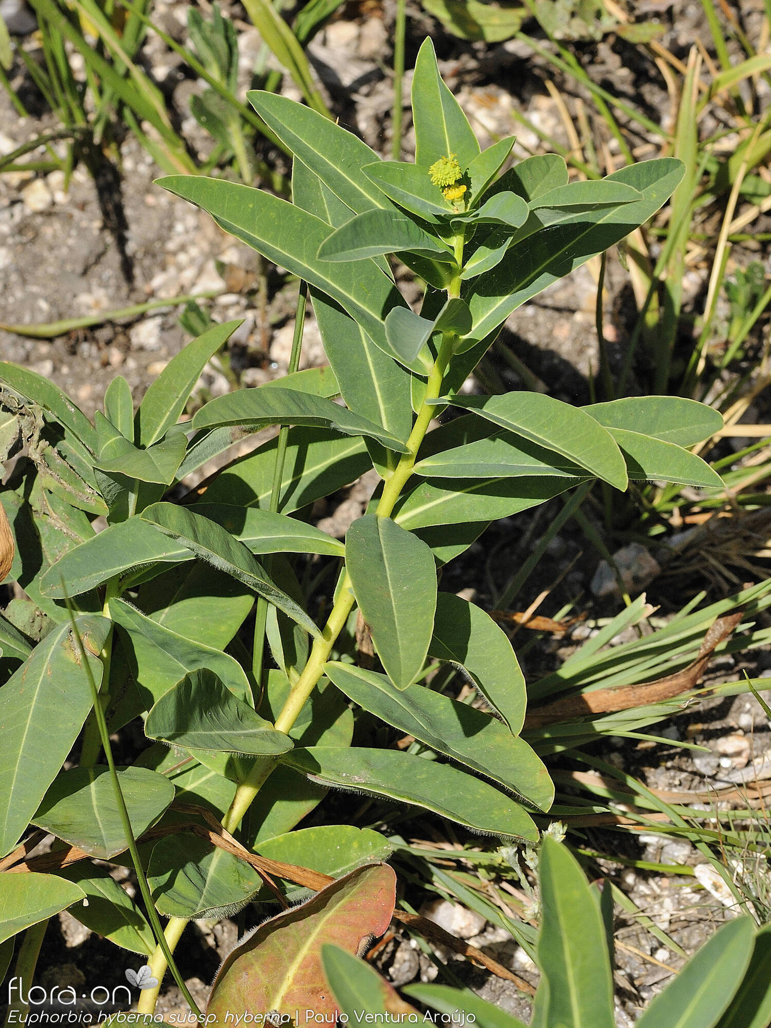 Euphorbia hyberna hyberna - Hábito | Paulo Ventura Araújo; CC BY-NC 4.0