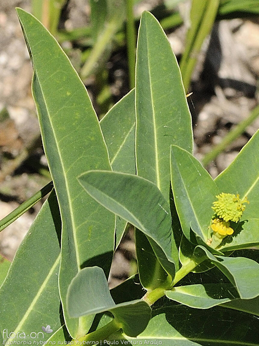Euphorbia hyberna hyberna - Folha | Paulo Ventura Araújo; CC BY-NC 4.0