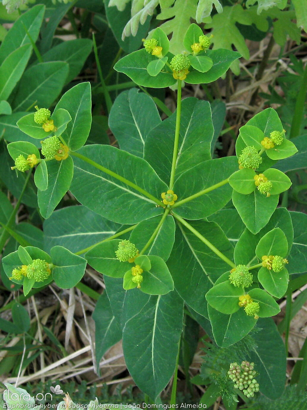 Euphorbia hyberna hyberna - Flor (geral) | João Domingues Almeida; CC BY-NC 4.0