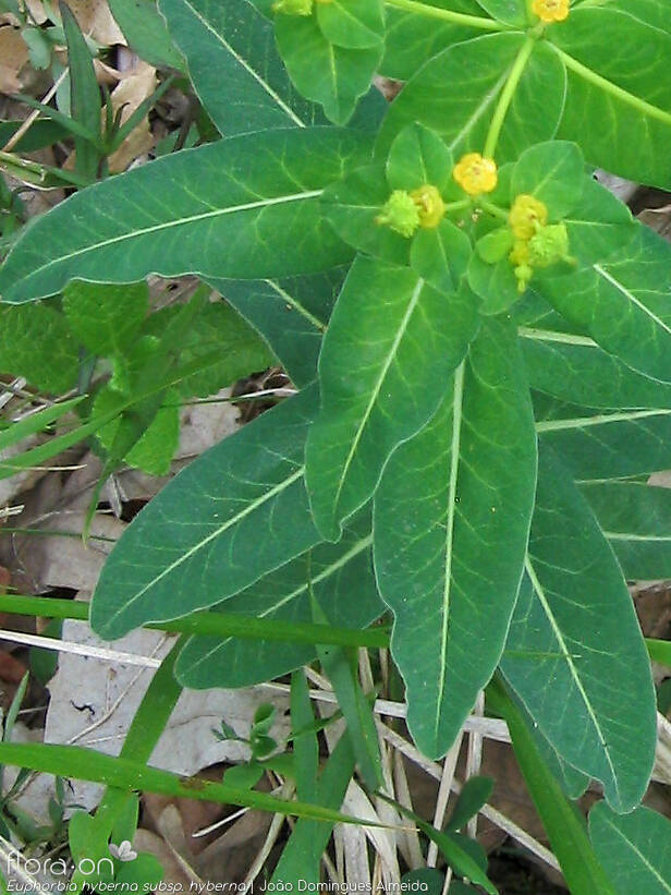 Euphorbia hyberna hyberna - Folha | João Domingues Almeida; CC BY-NC 4.0