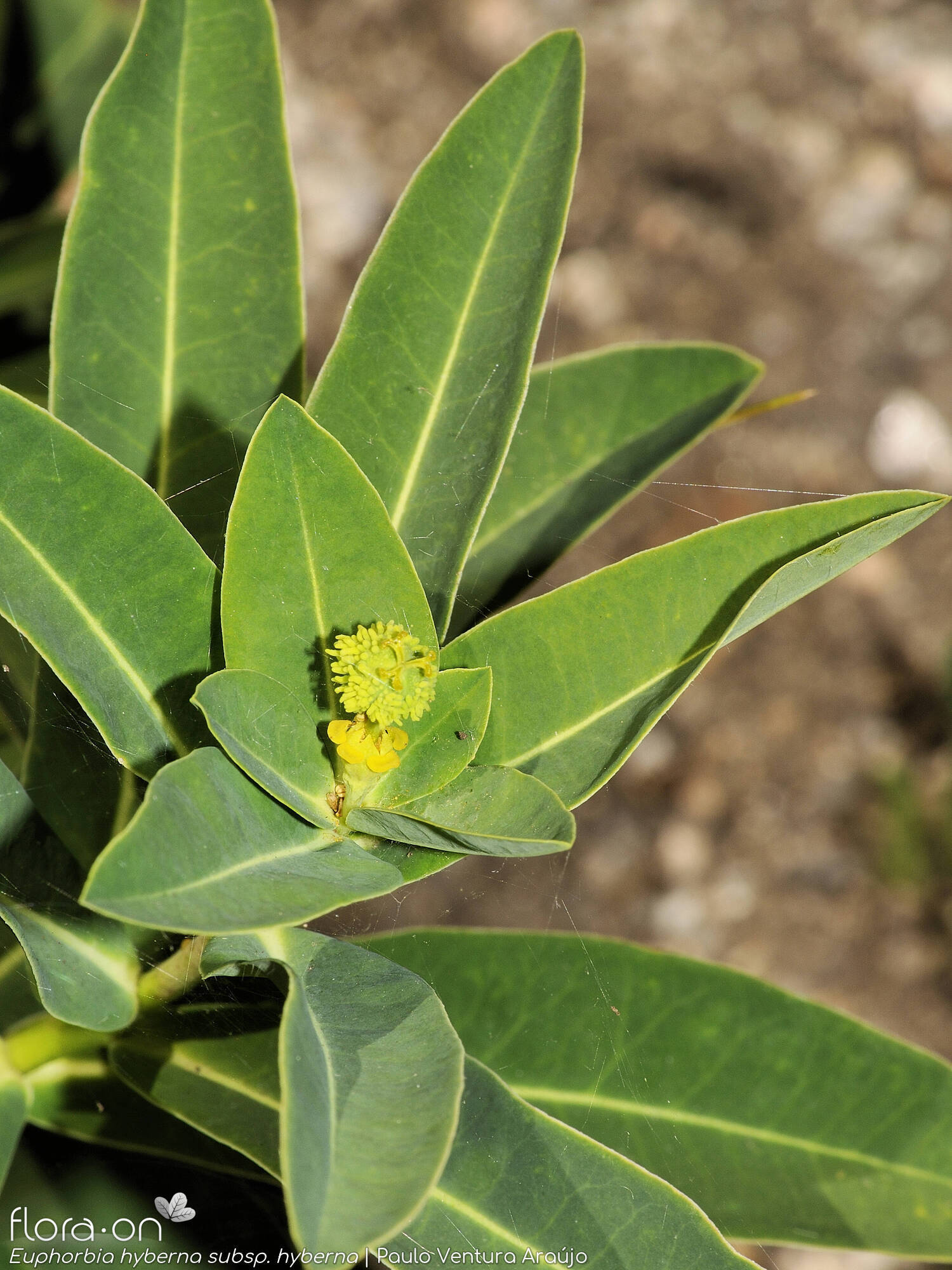 Euphorbia hyberna hyberna - Folha | Paulo Ventura Araújo; CC BY-NC 4.0