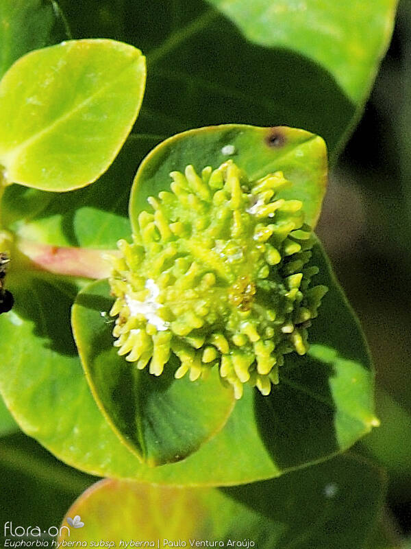 Euphorbia hyberna hyberna - Fruto | Paulo Ventura Araújo; CC BY-NC 4.0