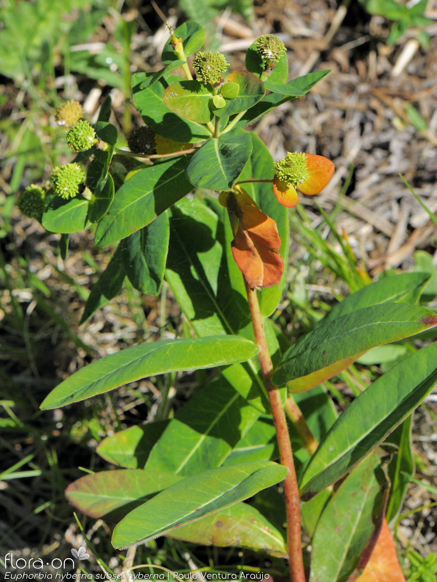 Euphorbia hyberna hyberna - Flor (geral) | Paulo Ventura Araújo; CC BY-NC 4.0