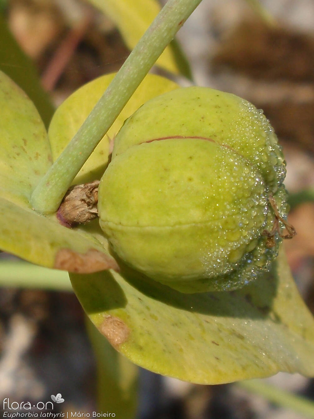 Euphorbia lathyris - Fruto | Mário Boieiro; CC BY-NC 4.0