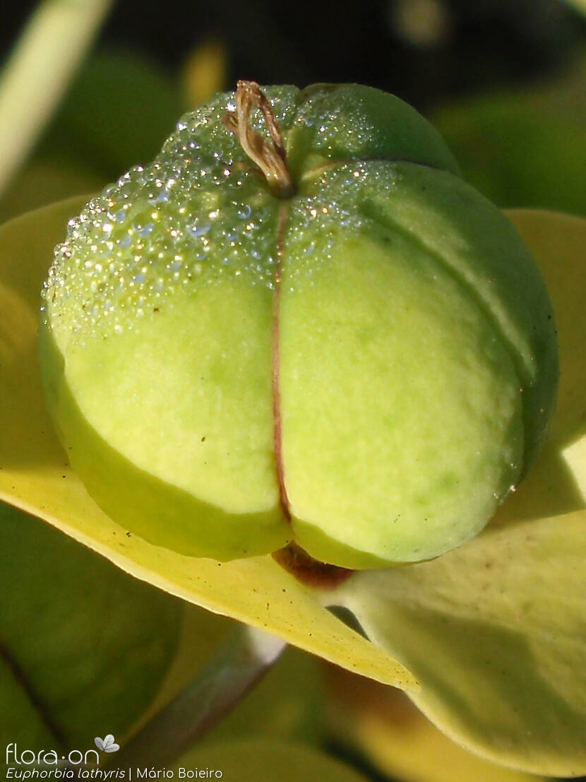 Euphorbia lathyris - Fruto | Mário Boieiro; CC BY-NC 4.0