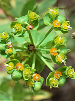 Euphorbia matritensis