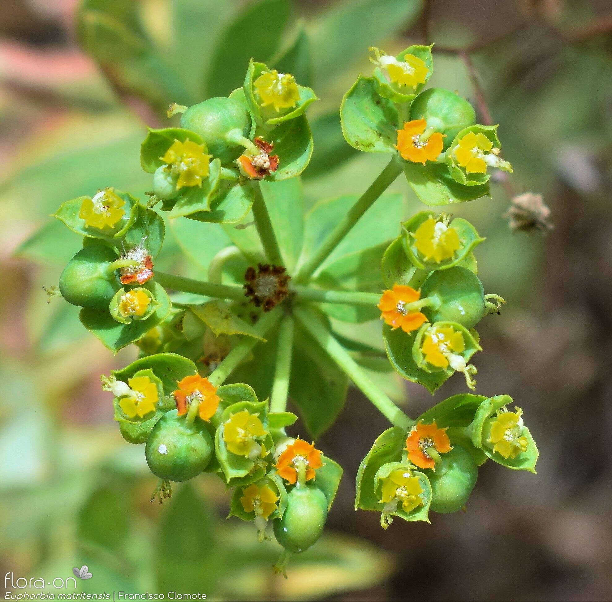 Euphorbia matritensis - Flor (geral) | Francisco Clamote; CC BY-NC 4.0
