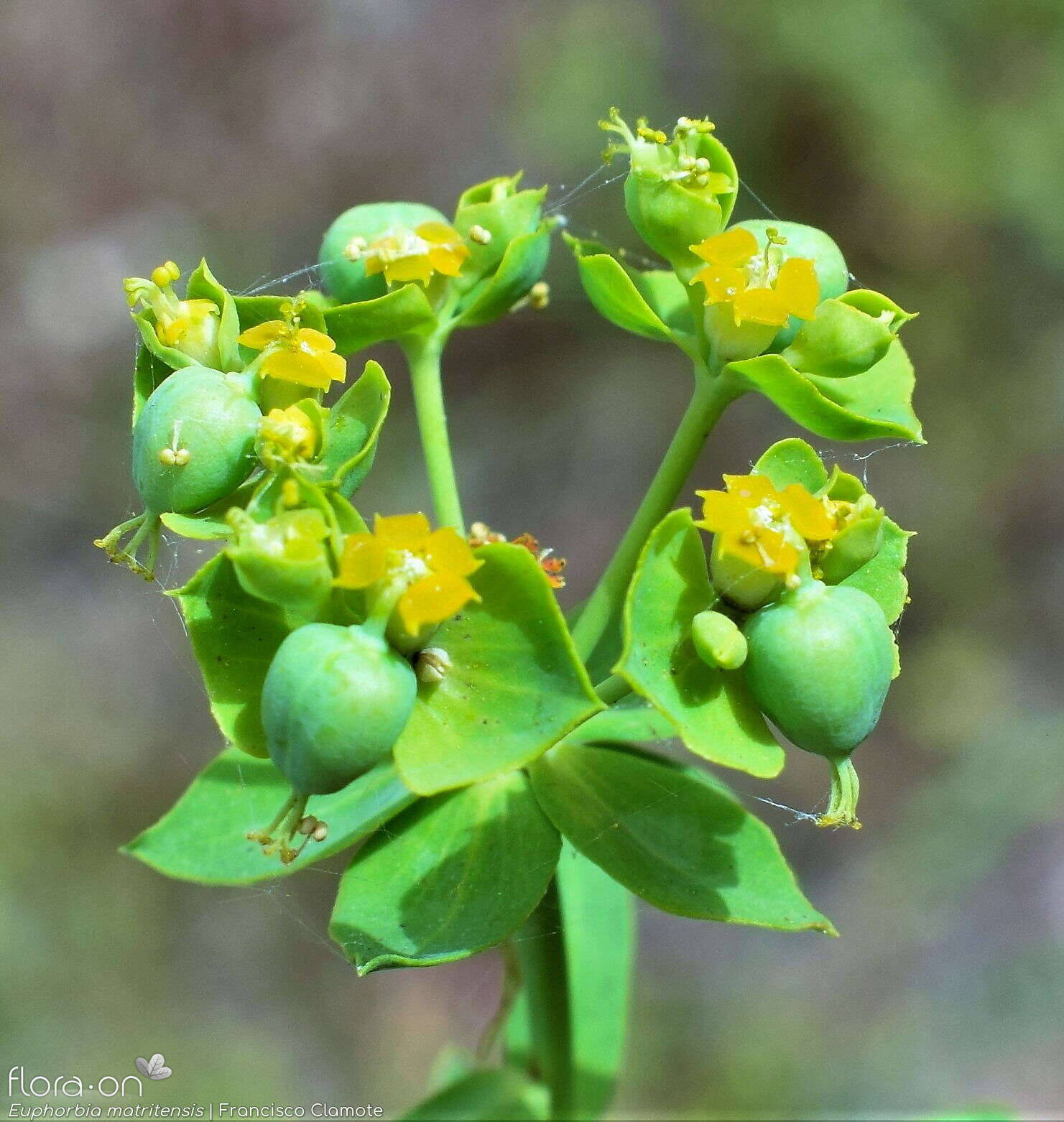 Euphorbia matritensis - Flor (geral) | Francisco Clamote; CC BY-NC 4.0