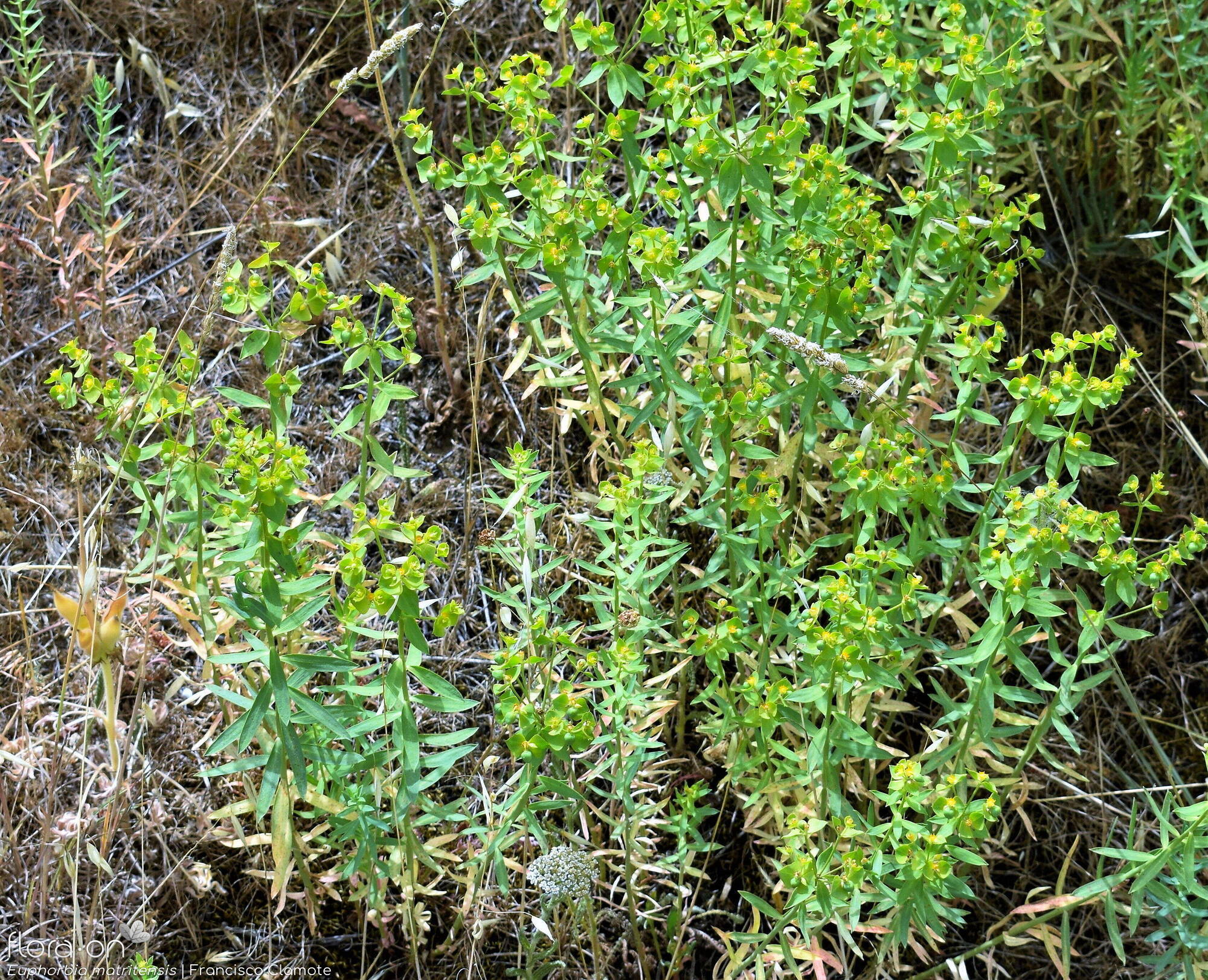 Euphorbia matritensis - Hábito | Francisco Clamote; CC BY-NC 4.0