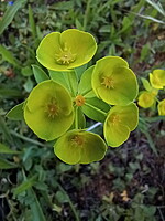 Euphorbia medicaginea