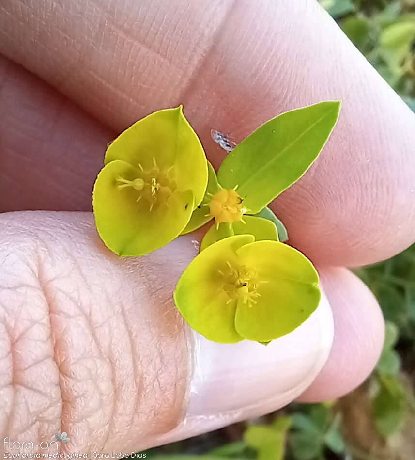 Euphorbia medicaginea - Flor (close-up) | Sara Lobo Dias; CC BY-NC 4.0