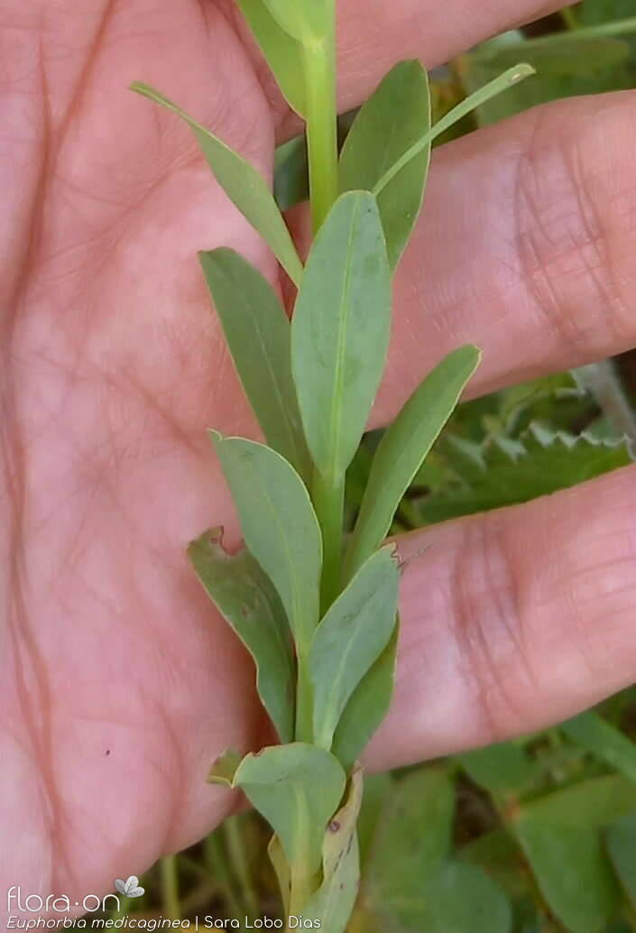 Euphorbia medicaginea - Folha (geral) | Sara Lobo Dias; CC BY-NC 4.0