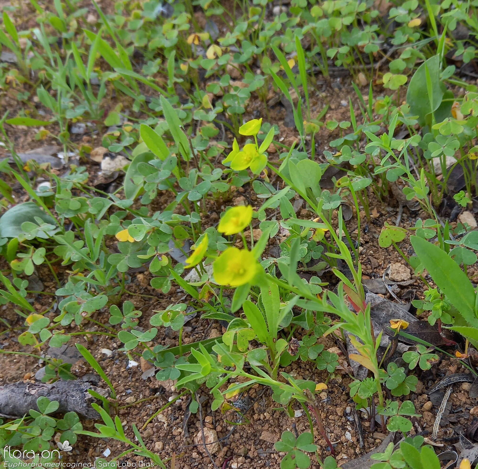 Euphorbia medicaginea - Hábito | Sara Lobo Dias; CC BY-NC 4.0
