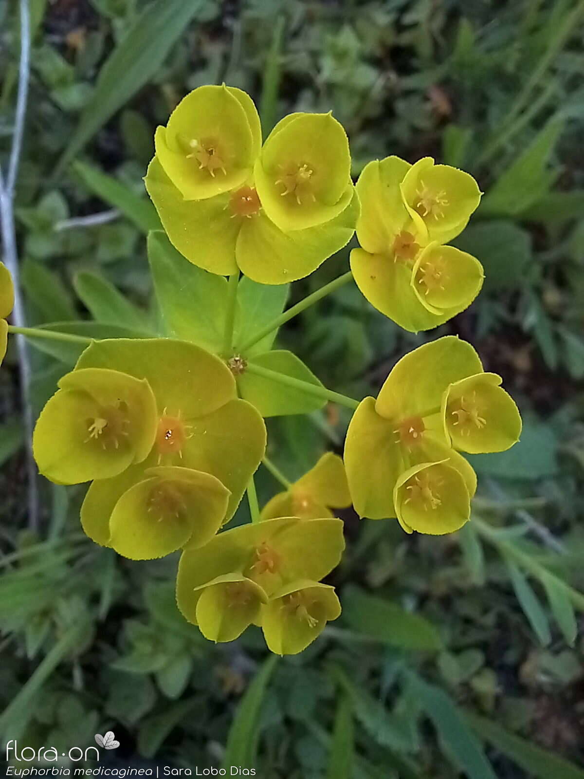 Euphorbia medicaginea - Flor (geral) | Sara Lobo Dias; CC BY-NC 4.0