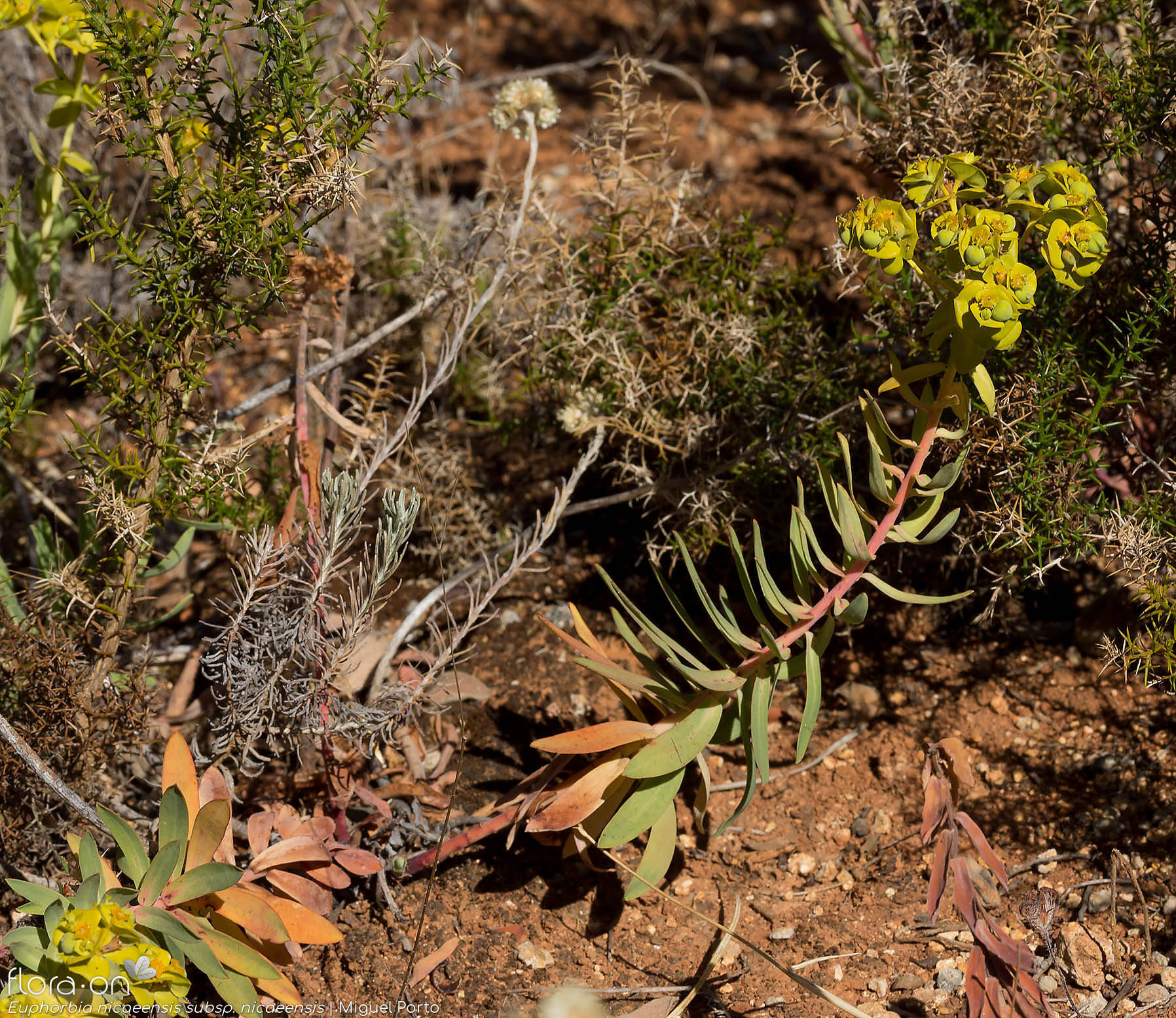 Euphorbia nicaeensis nicaeensis - Hábito | Miguel Porto; CC BY-NC 4.0