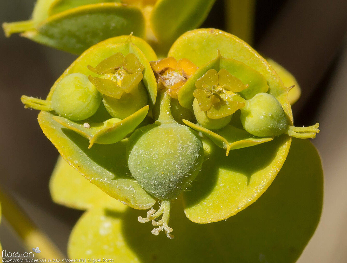 Euphorbia nicaeensis nicaeensis - Fruto | Miguel Porto; CC BY-NC 4.0