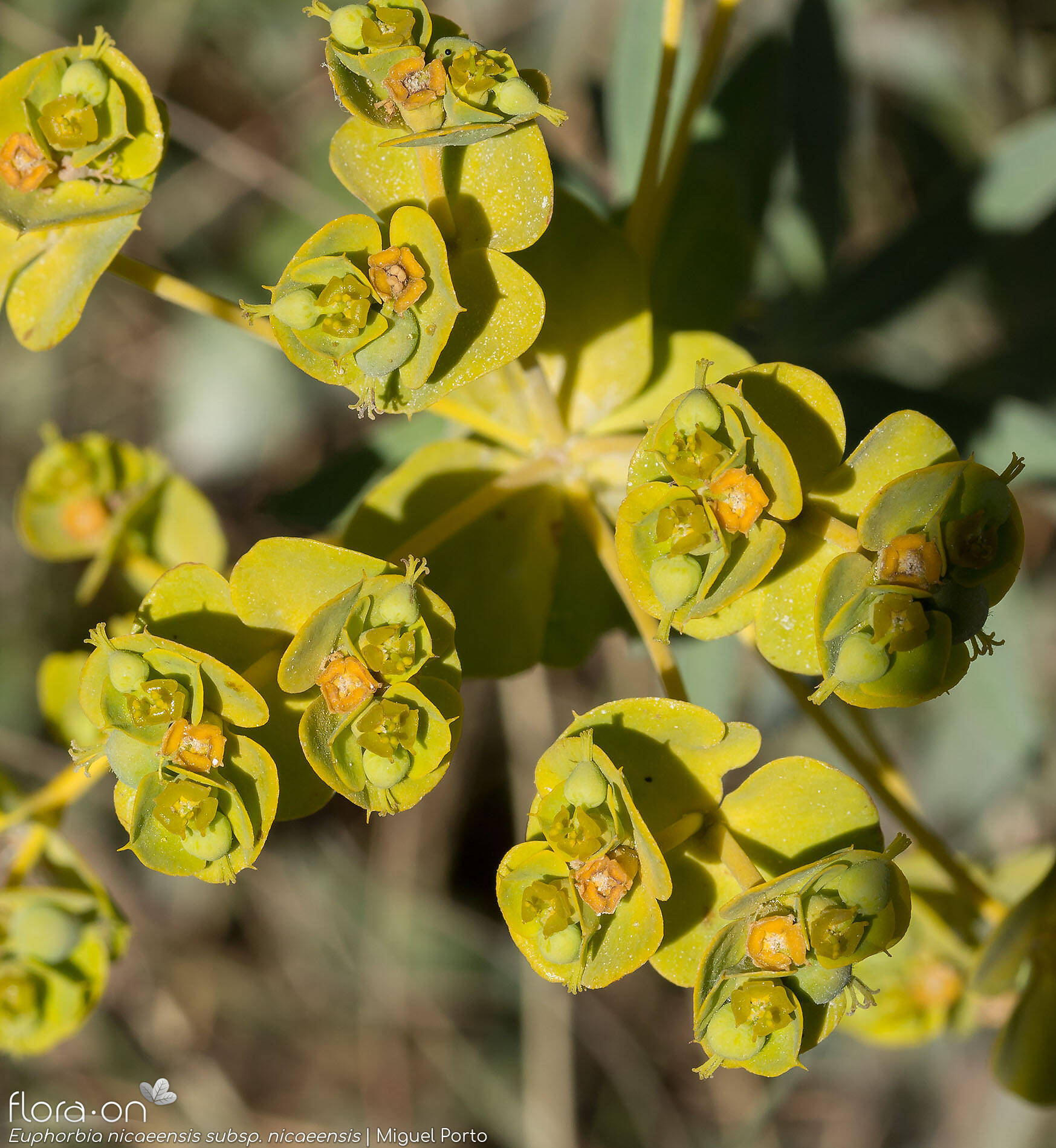 Euphorbia nicaeensis nicaeensis - Flor (geral) | Miguel Porto; CC BY-NC 4.0