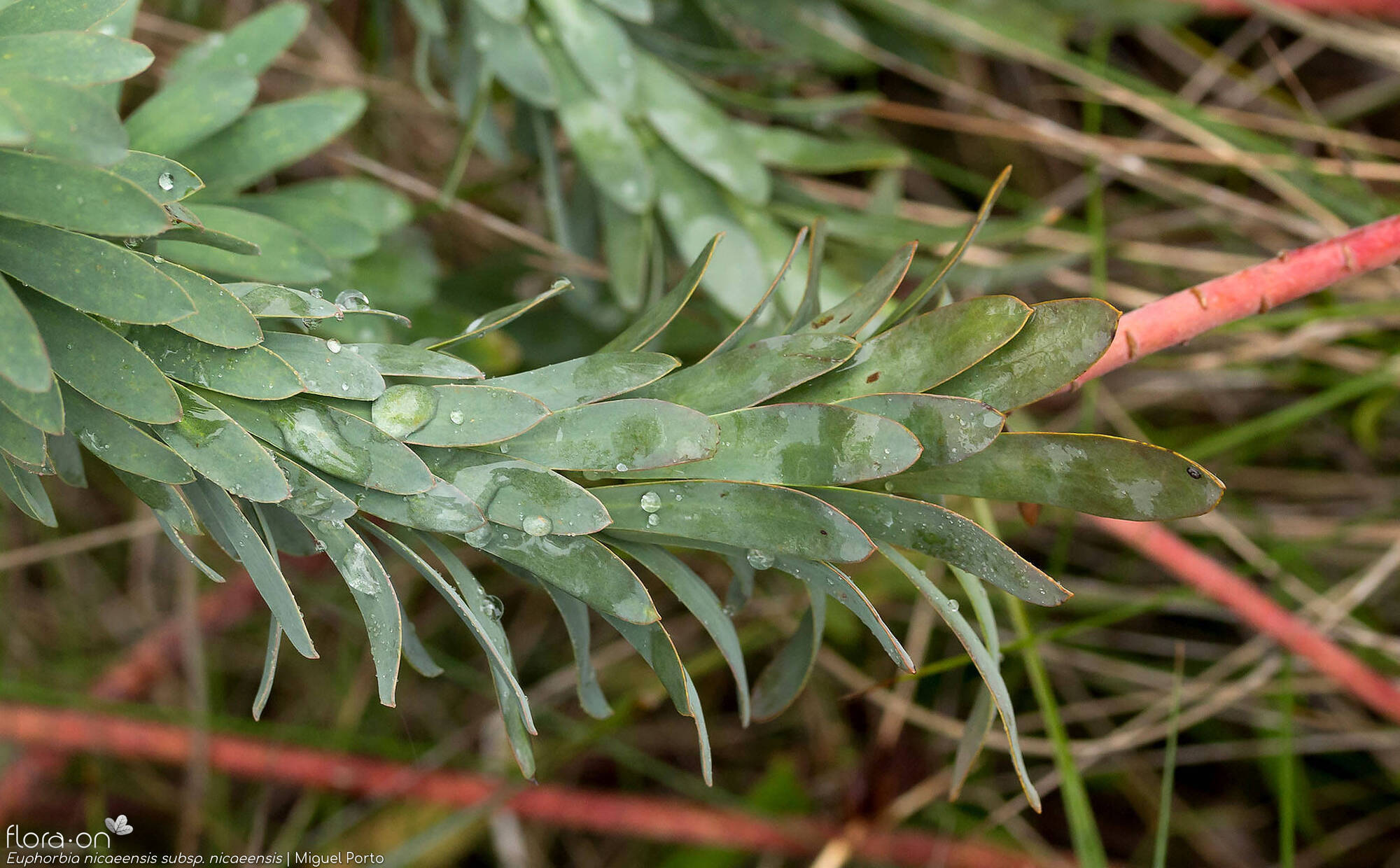 Euphorbia nicaeensis nicaeensis - Folha (geral) | Miguel Porto; CC BY-NC 4.0