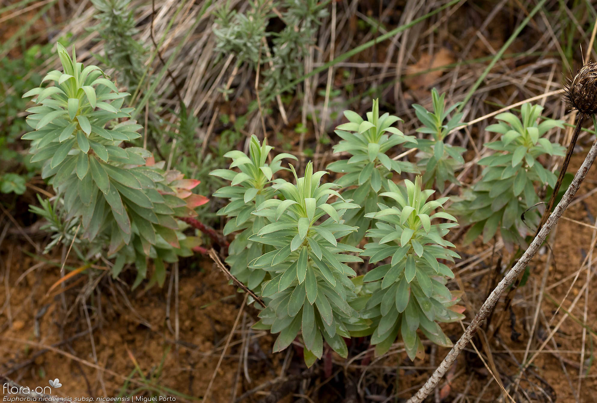 Euphorbia nicaeensis nicaeensis - Hábito | Miguel Porto; CC BY-NC 4.0