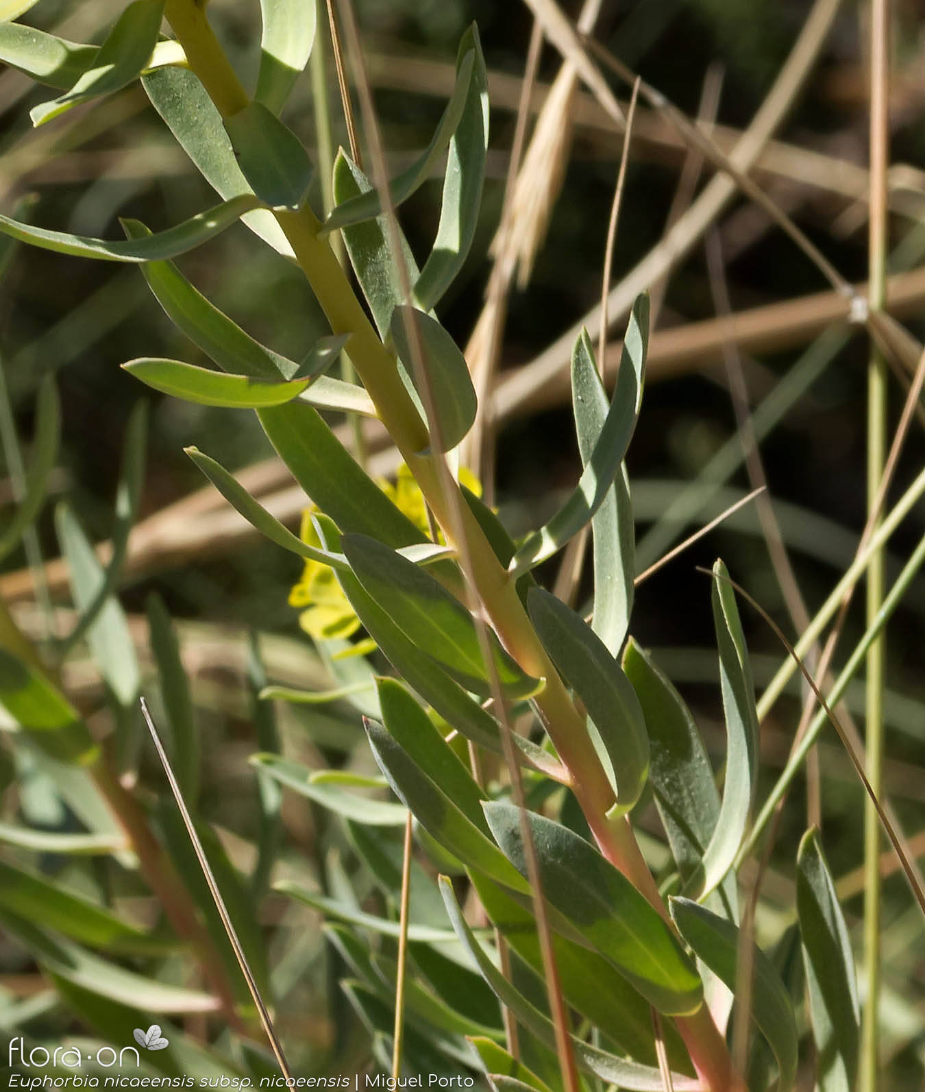 Euphorbia nicaeensis nicaeensis - Folha (geral) | Miguel Porto; CC BY-NC 4.0