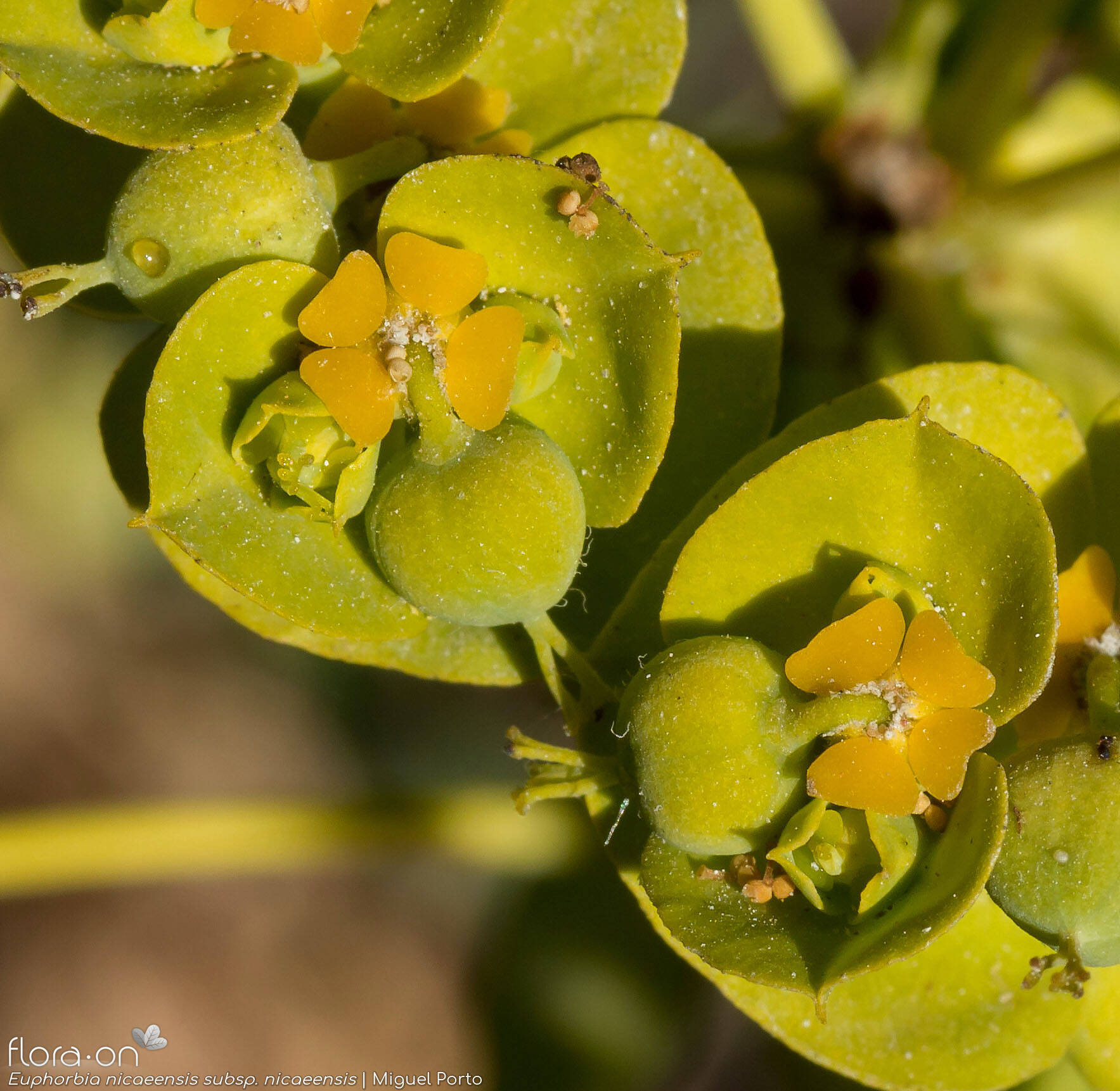 Euphorbia nicaeensis nicaeensis - Flor (close-up) | Miguel Porto; CC BY-NC 4.0