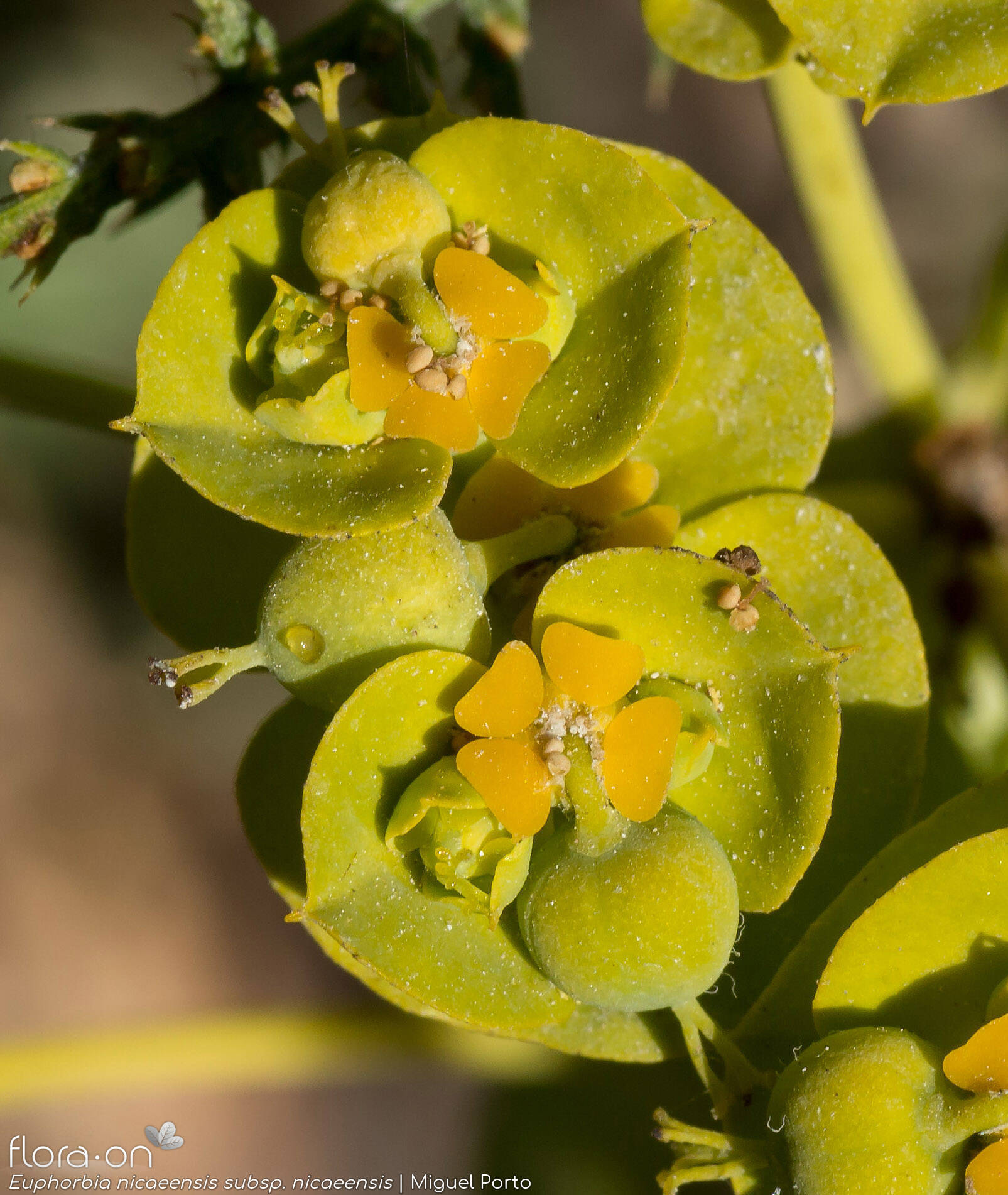 Euphorbia nicaeensis nicaeensis - Flor (close-up) | Miguel Porto; CC BY-NC 4.0