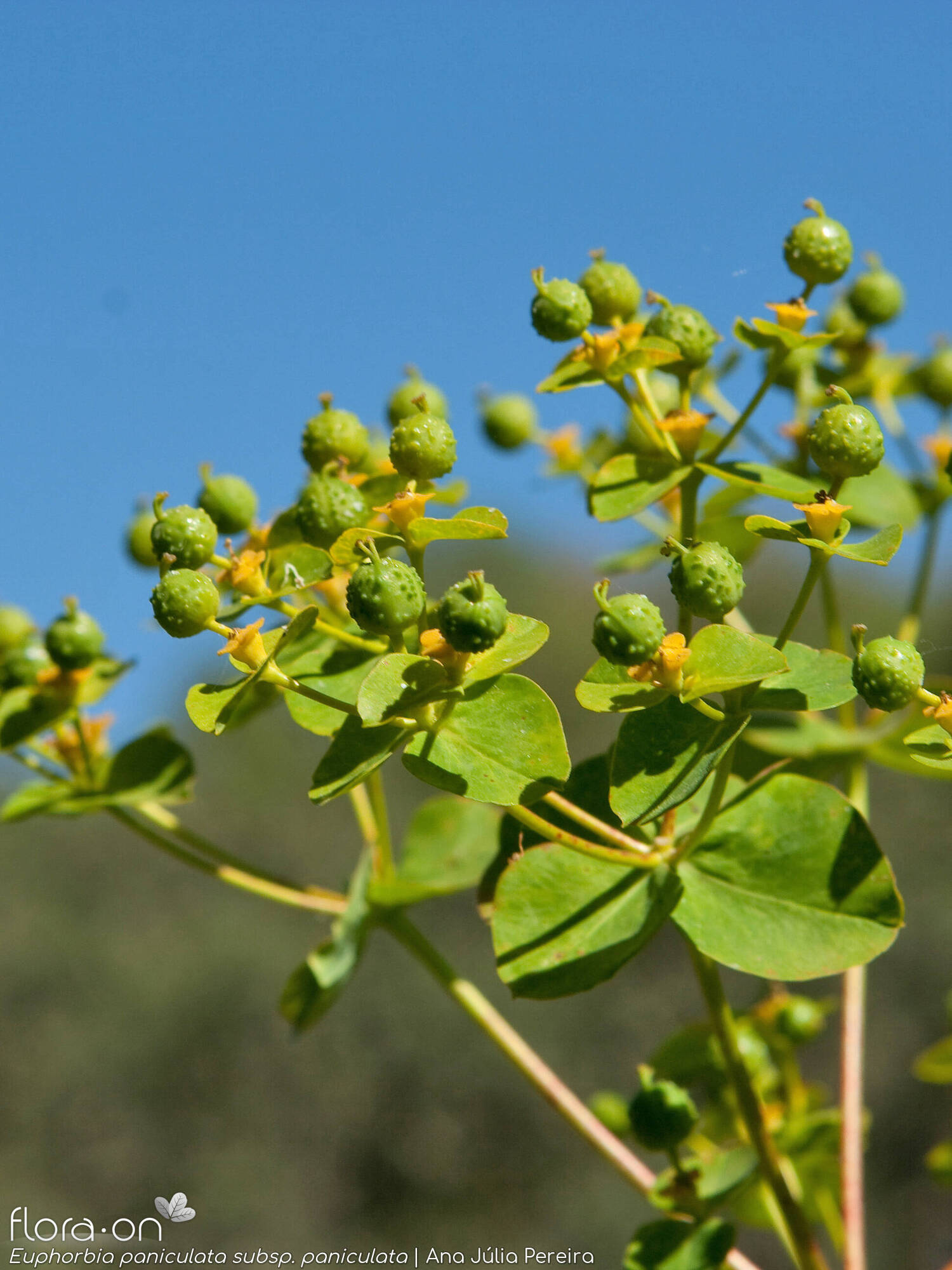 Euphorbia paniculata