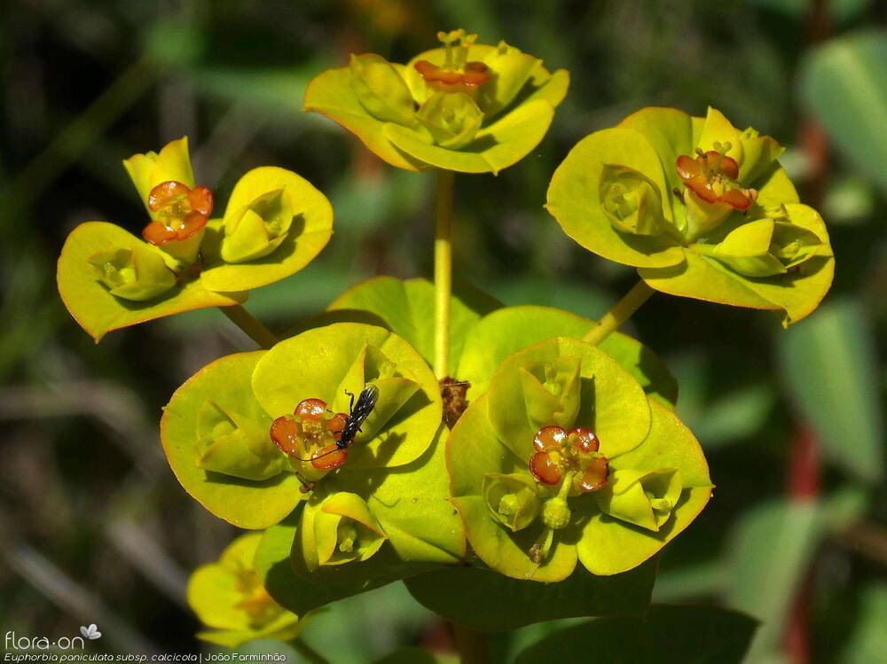 Euphorbia paniculata