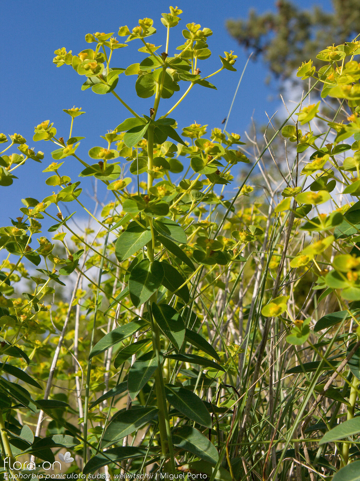 Euphorbia paniculata