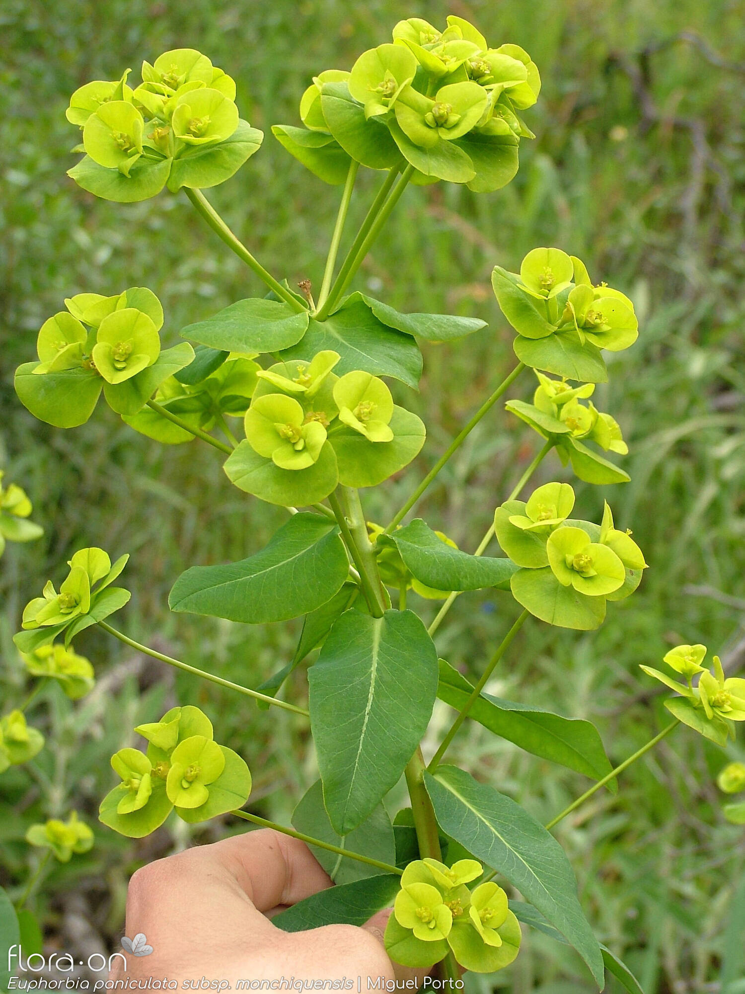 Euphorbia paniculata