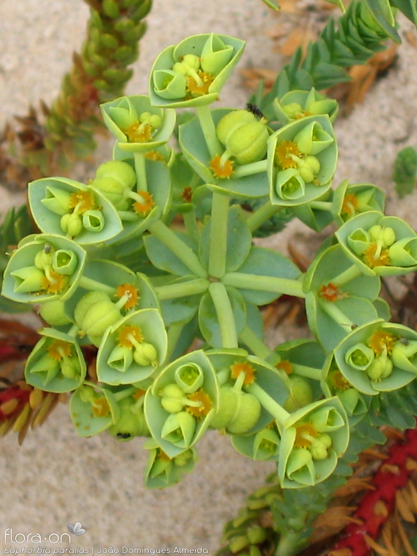 Euphorbia paralias - Flor (geral) | João Domingues Almeida; CC BY-NC 4.0