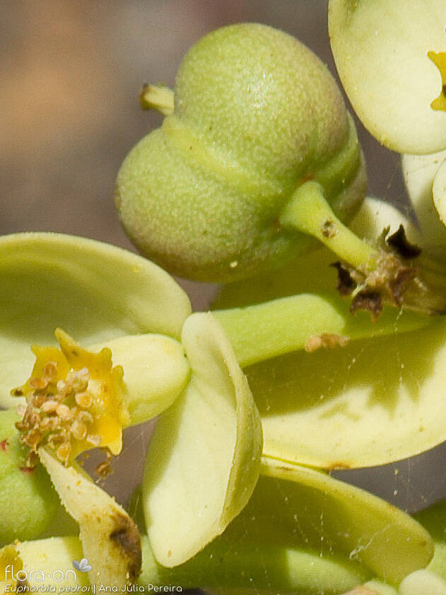 Euphorbia pedroi - Fruto | Ana Júlia Pereira; CC BY-NC 4.0