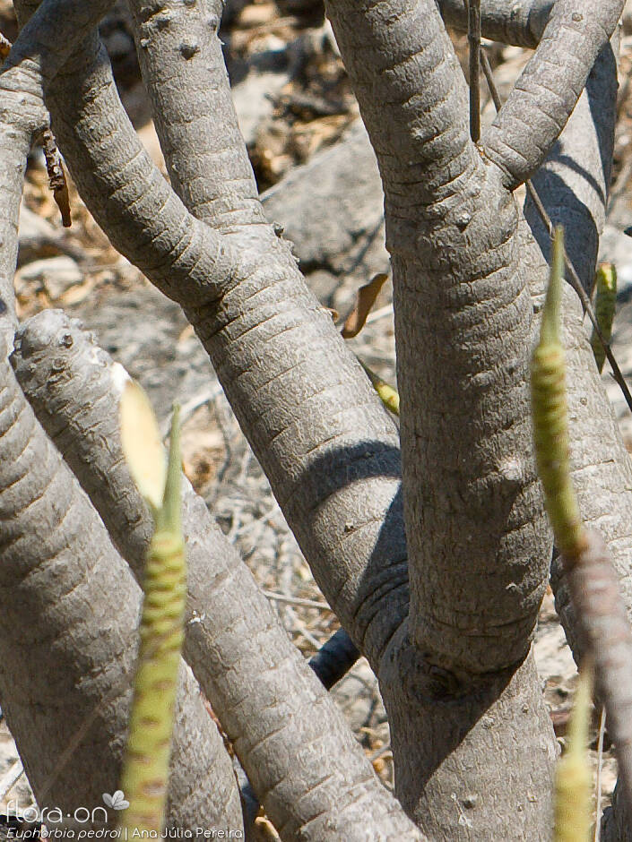 Euphorbia pedroi - Caule | Ana Júlia Pereira; CC BY-NC 4.0