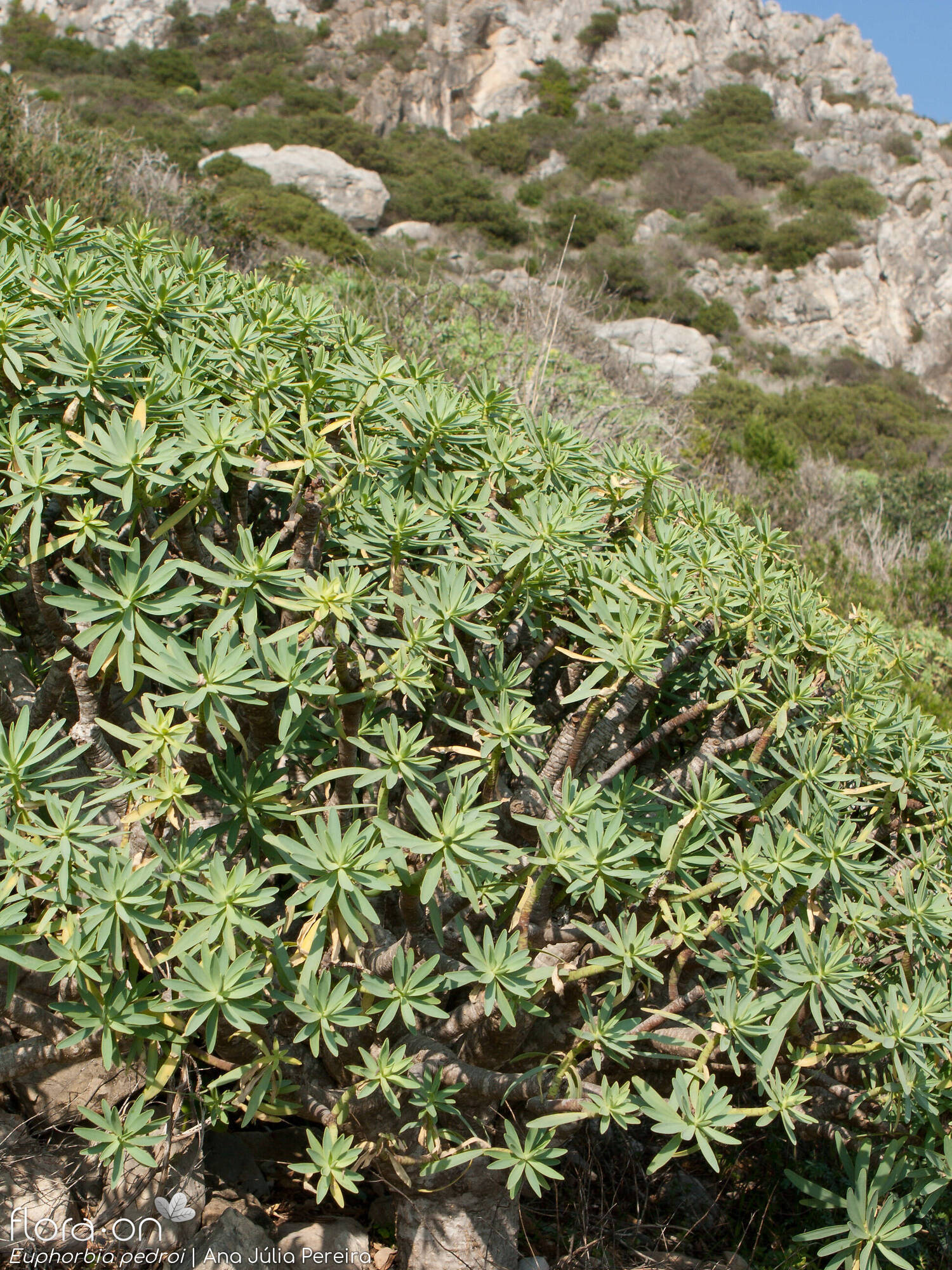 Euphorbia pedroi - Hábito | Ana Júlia Pereira; CC BY-NC 4.0