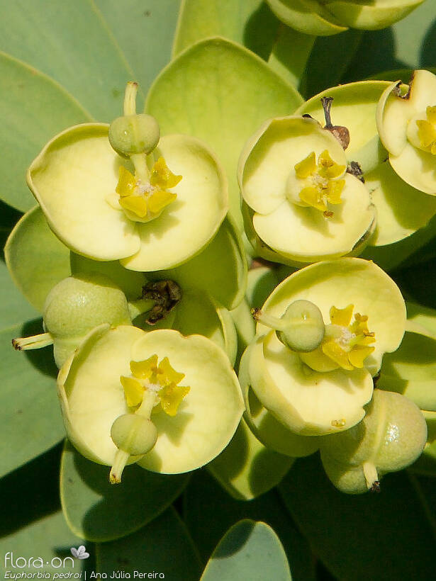 Euphorbia pedroi - Flor (close-up) | Ana Júlia Pereira; CC BY-NC 4.0