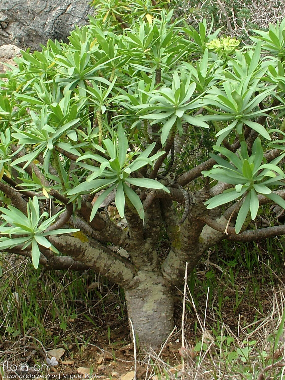 Euphorbia pedroi - Hábito | Miguel Porto; CC BY-NC 4.0