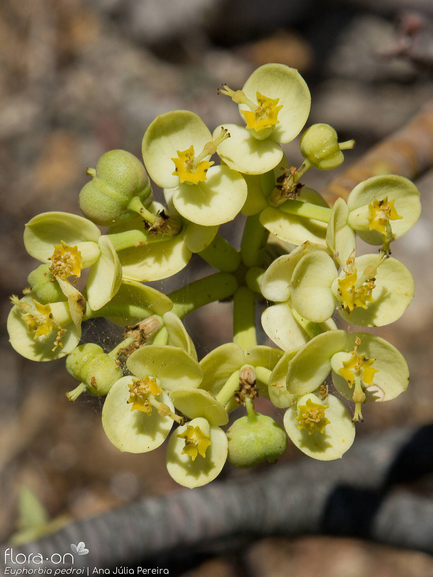 Euphorbia pedroi - Flor (geral) | Ana Júlia Pereira; CC BY-NC 4.0