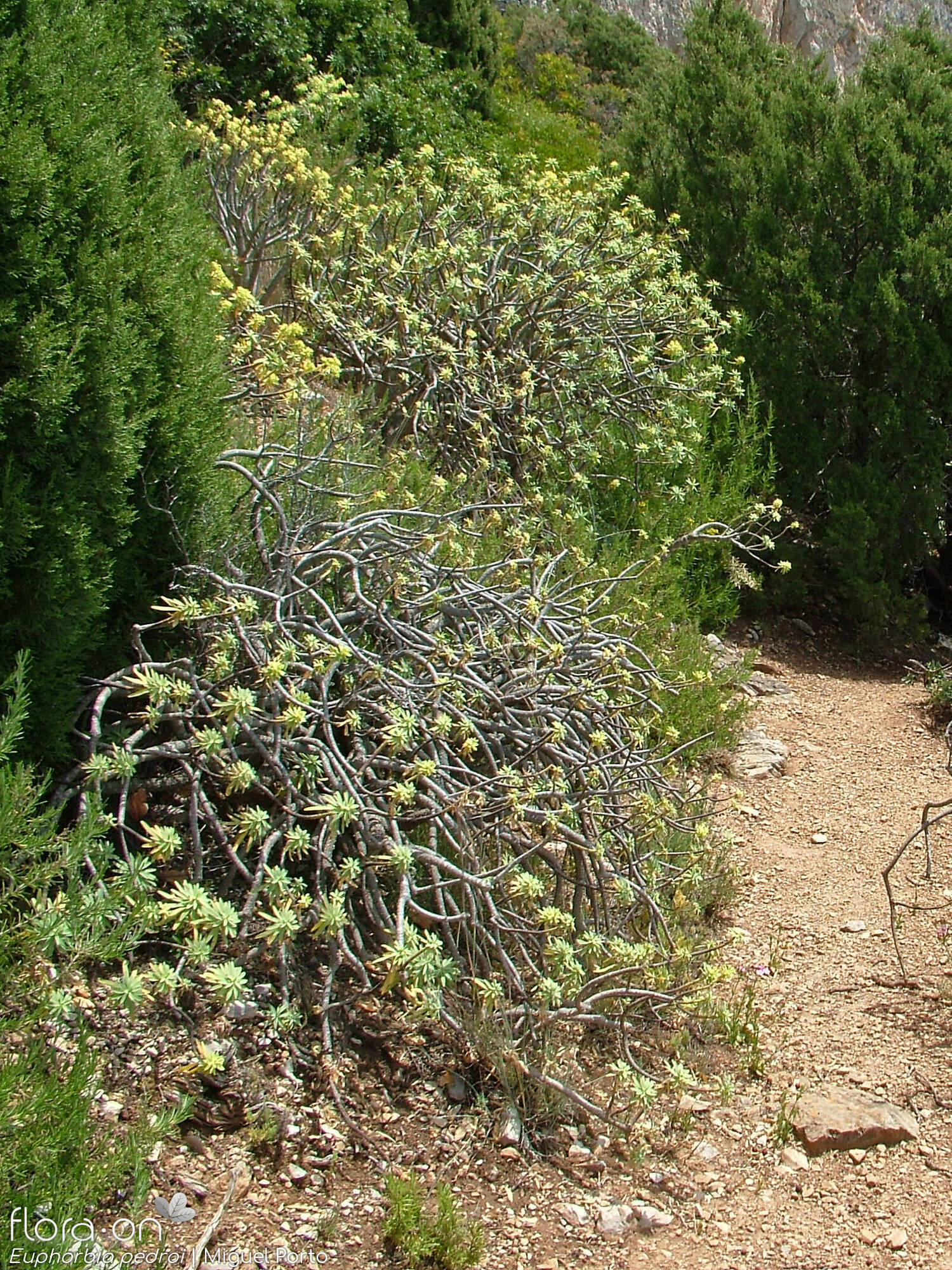 Euphorbia pedroi - Hábito | Miguel Porto; CC BY-NC 4.0