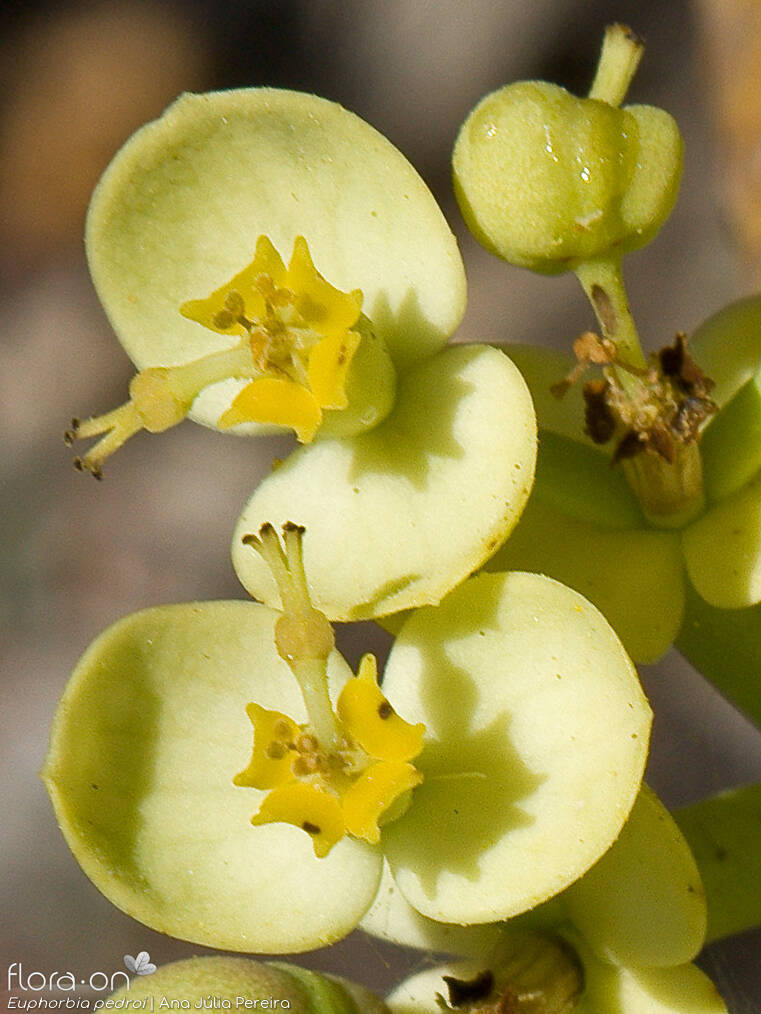 Euphorbia pedroi - Flor (close-up) | Ana Júlia Pereira; CC BY-NC 4.0