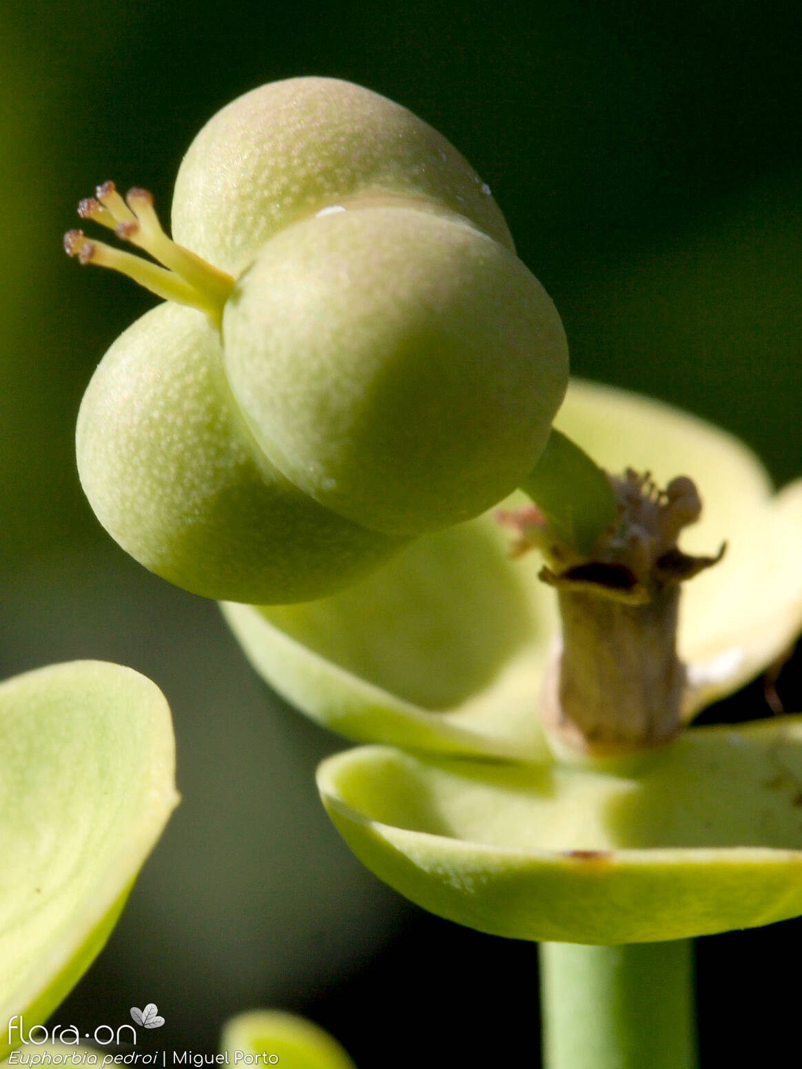 Euphorbia pedroi - Fruto | Miguel Porto; CC BY-NC 4.0