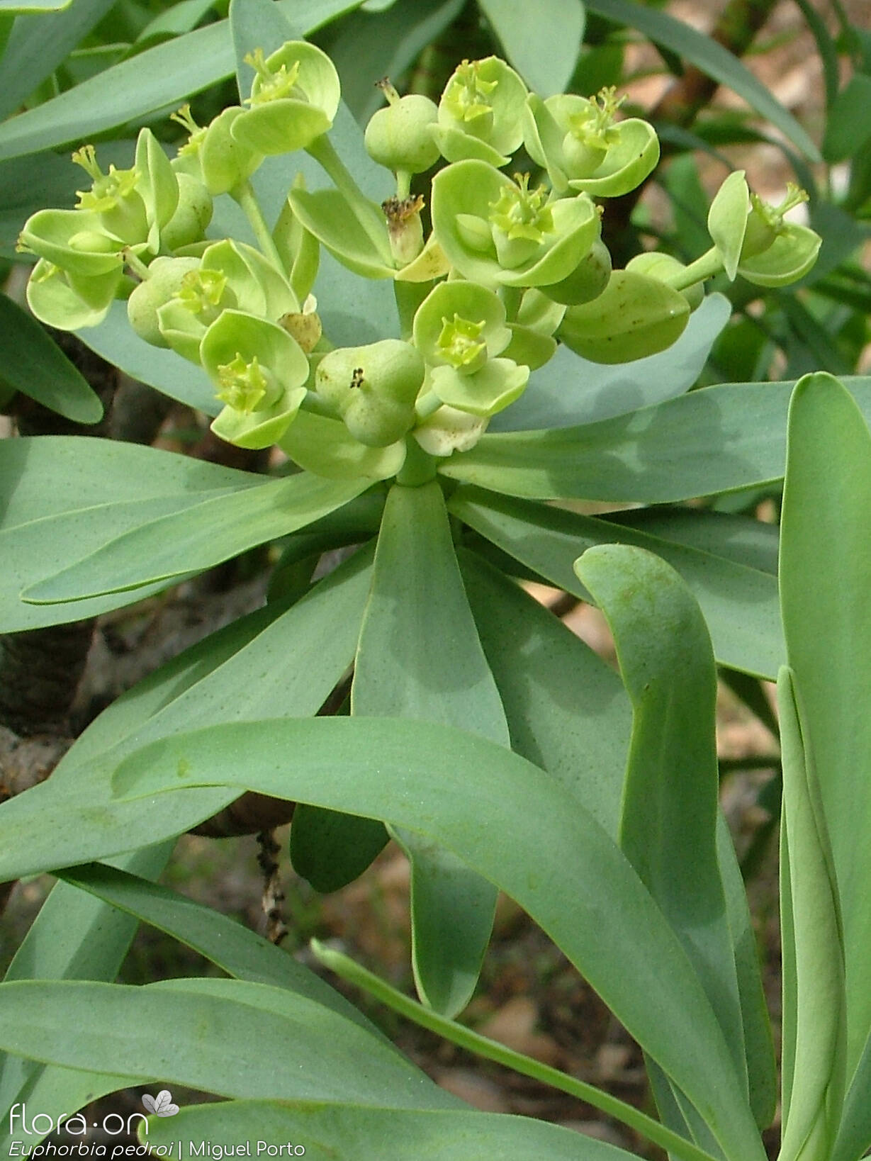 Euphorbia pedroi - Flor (geral) | Miguel Porto; CC BY-NC 4.0