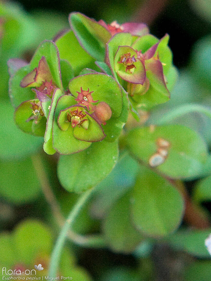 Euphorbia peplus - Flor (geral) | Miguel Porto; CC BY-NC 4.0