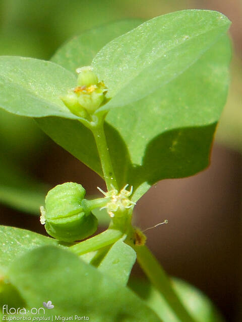 Euphorbia peplus - Fruto | Miguel Porto; CC BY-NC 4.0