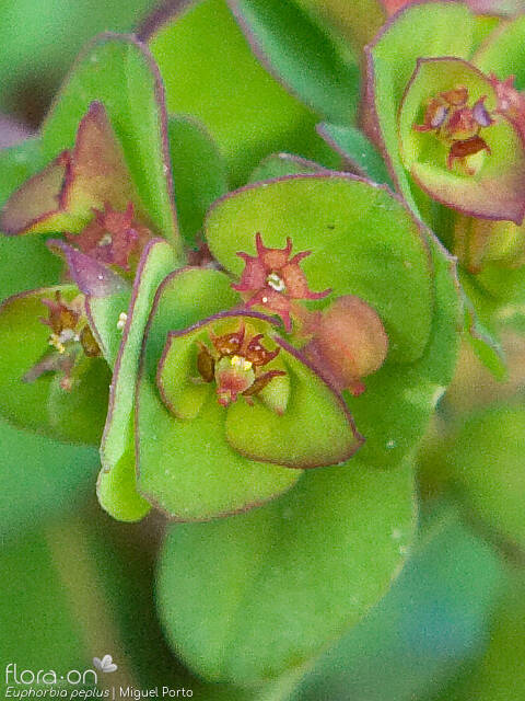 Euphorbia peplus - Flor (close-up) | Miguel Porto; CC BY-NC 4.0